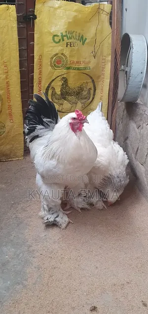 Light Brahma