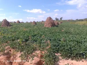 Agricultural Farm Land