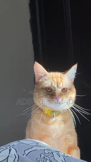 1-3 months Female Mixed Breed Persian