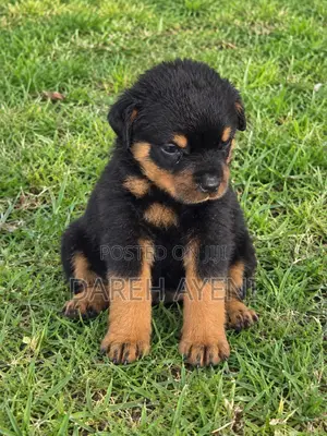 1-3 months Female Purebred Rottweiler