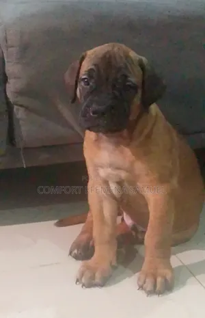 1-3 months Male Purebred Boerboel