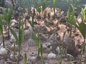 Quality Coconuts Seedlings