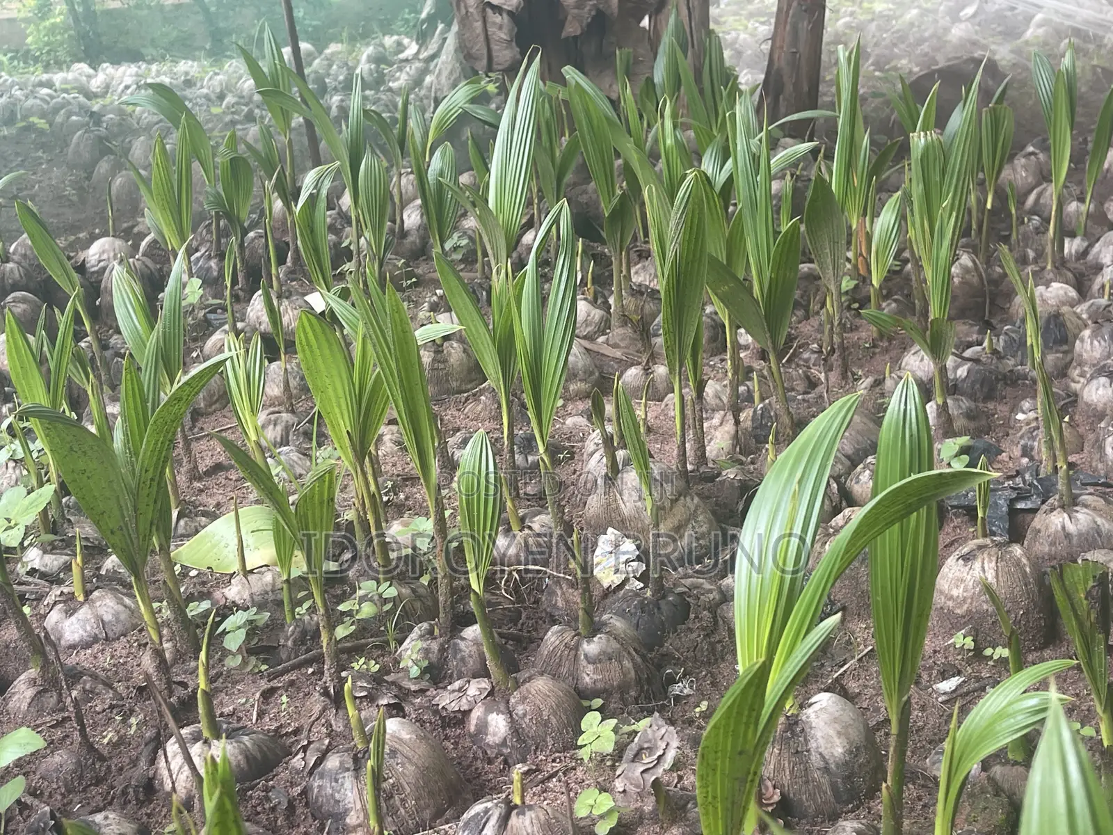 Quality Coconuts Seedlings