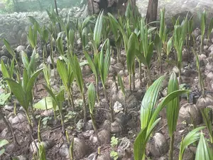 Quality Coconuts Seedlings