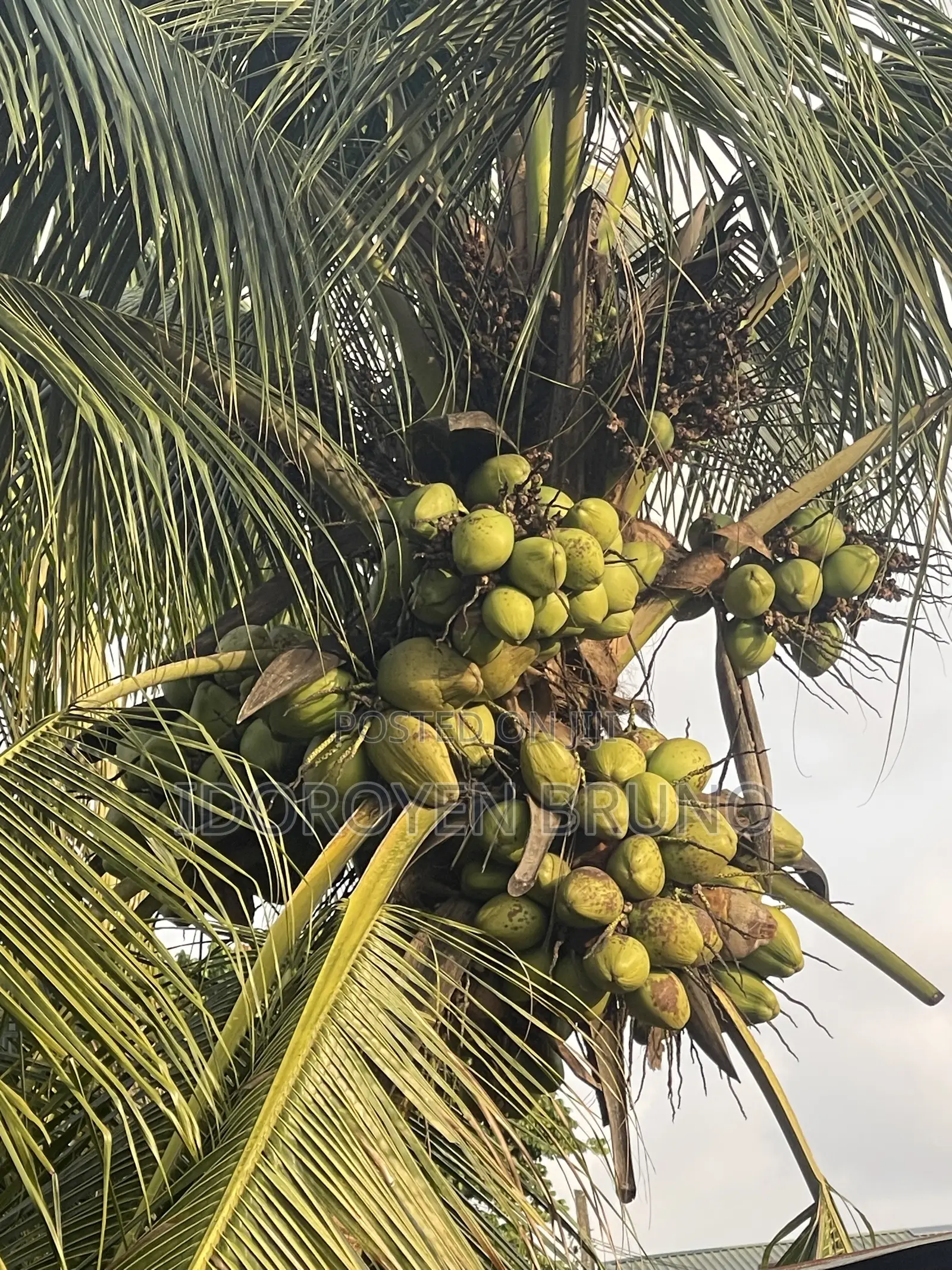 Quality Coconuts Seedlings