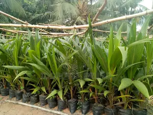 Quality Coconuts Seedlings