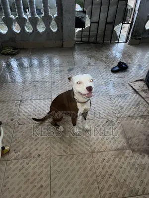 6-12 months Female Purebred American Pit Bull Terrier