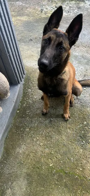 6-12 months Male Purebred Belgian Malinois