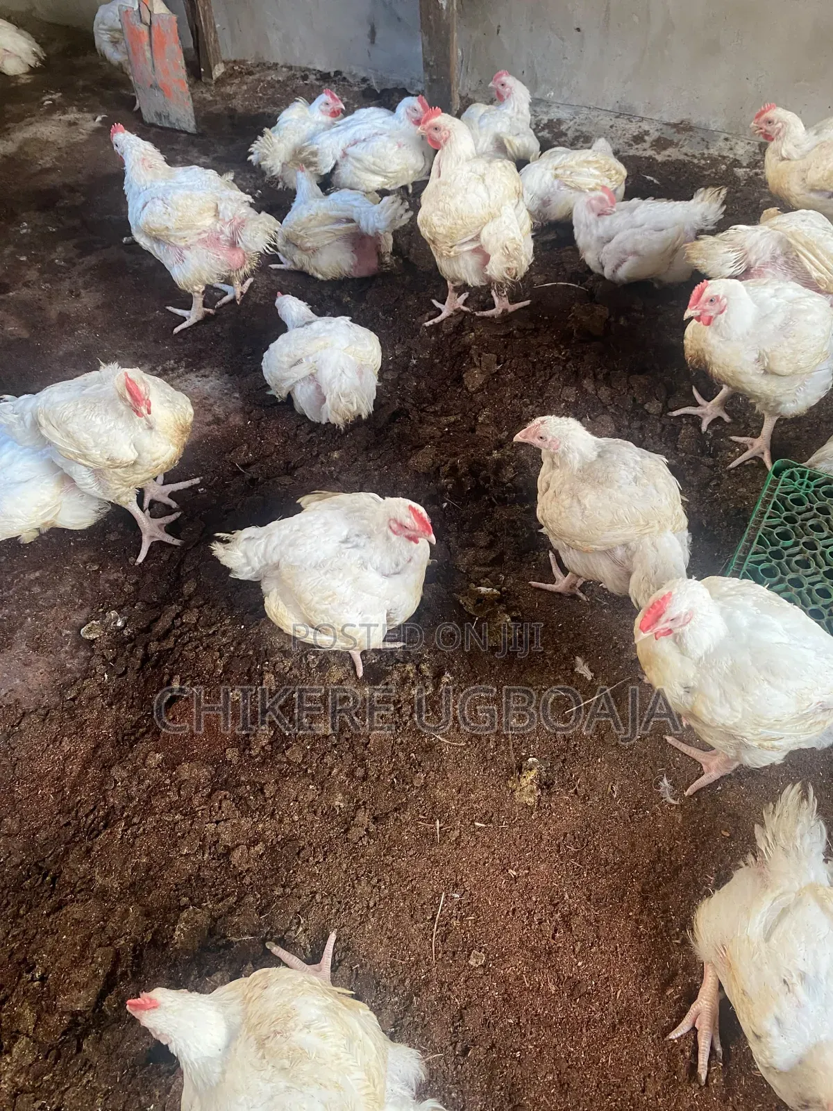 Healthy Broilers