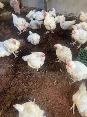 Healthy Broilers