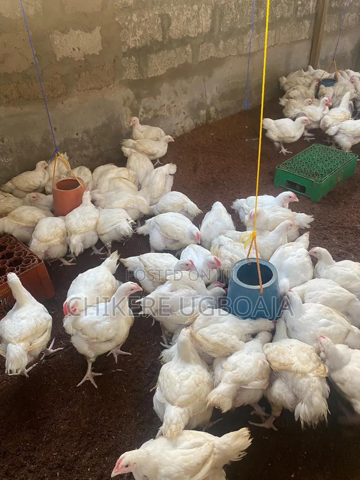 Healthy Broilers