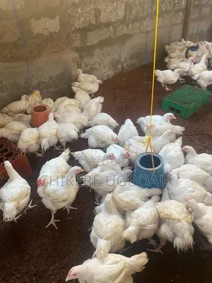 Healthy Broilers