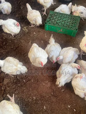 Healthy Broilers