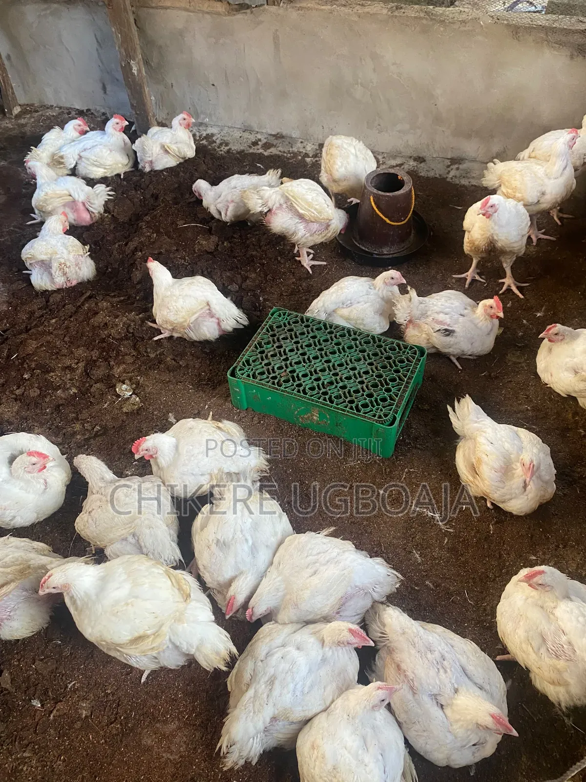 Healthy Broilers
