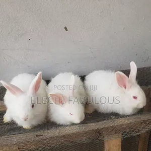Purebreed Angora Growers