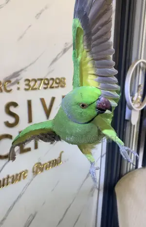 Ringneckparrot