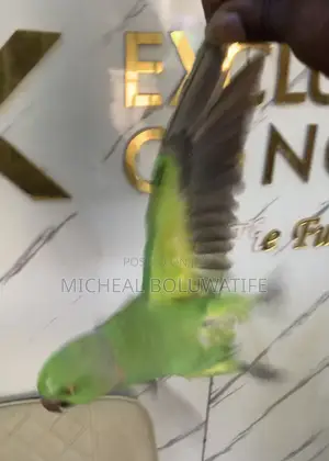 Ringneckparrot