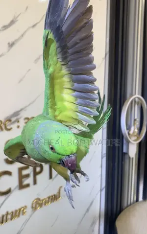 Ringneckparrot