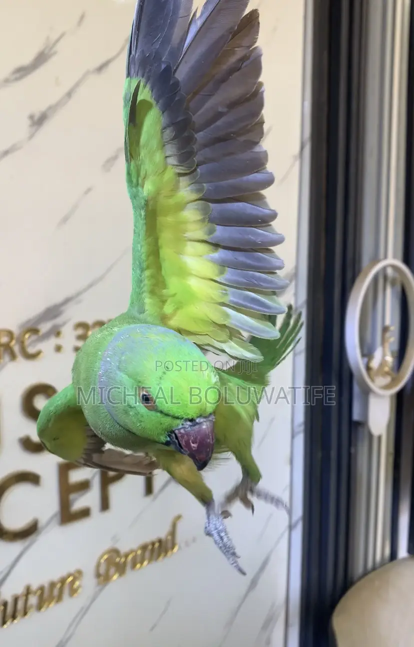 Ringneckparrot