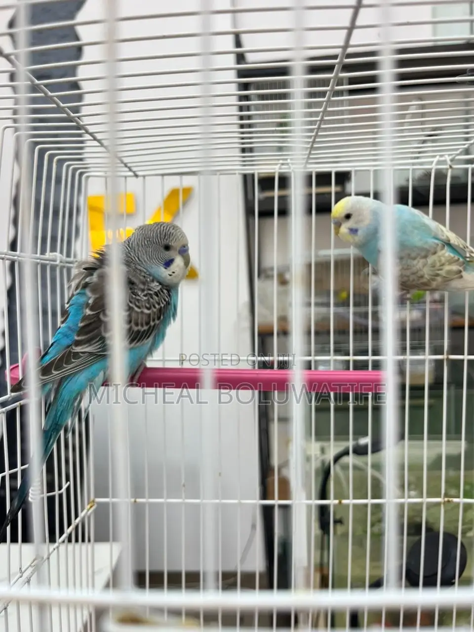 Budgieparrot