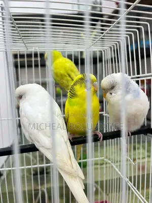Budgieparrot