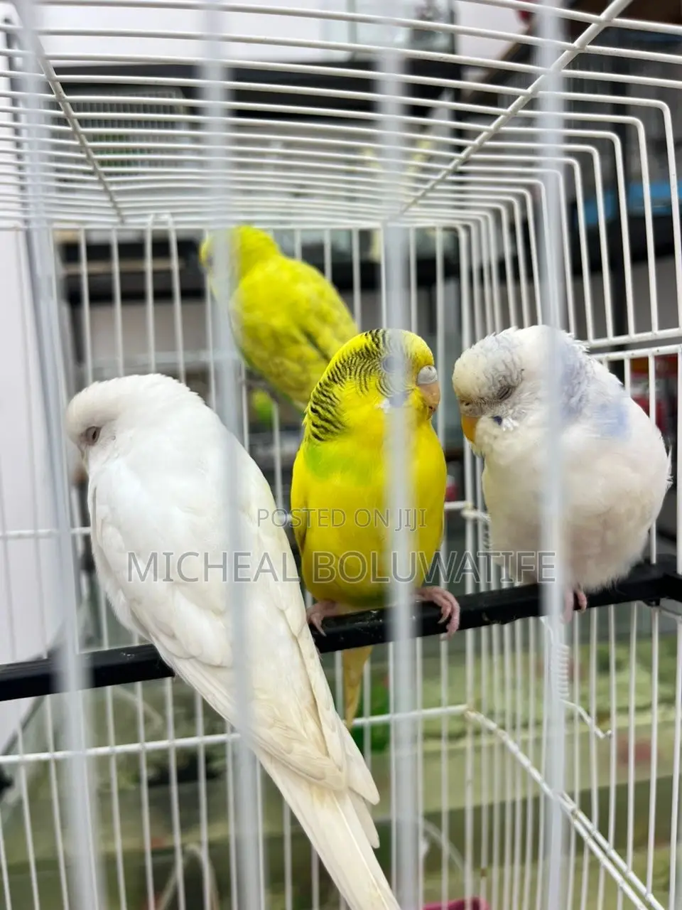 Budgieparrot