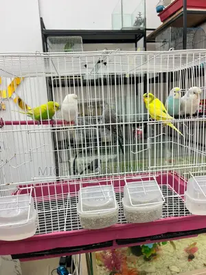 Budgieparrot