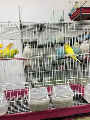 Budgieparrot