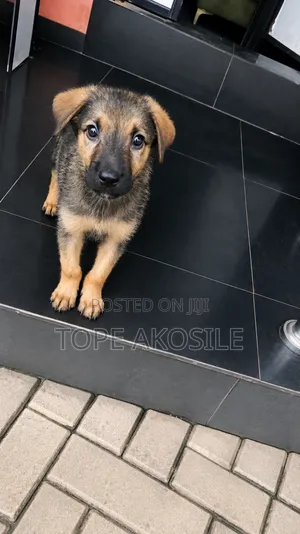 1-3 months Male Purebred German Shepherd