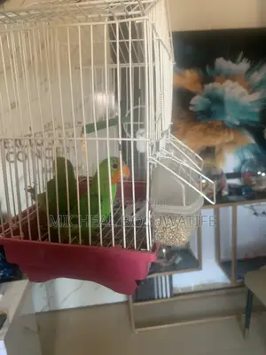 Lovebirdparrot