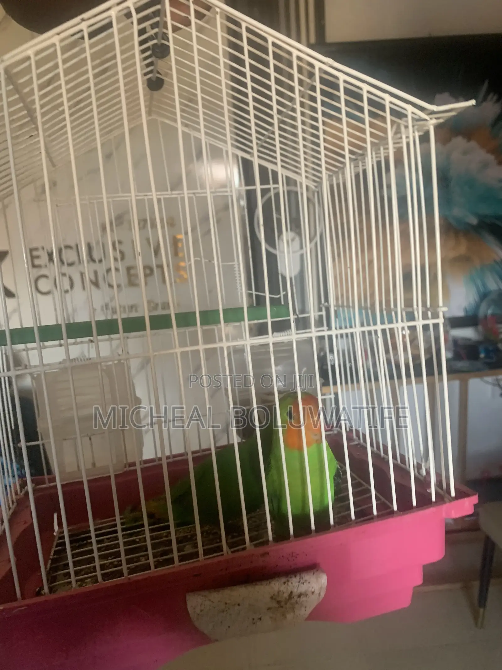 Lovebirdparrot