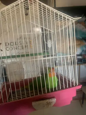 Lovebirdparrot