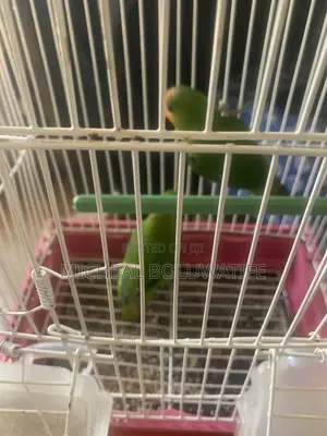 Lovebirdparrot