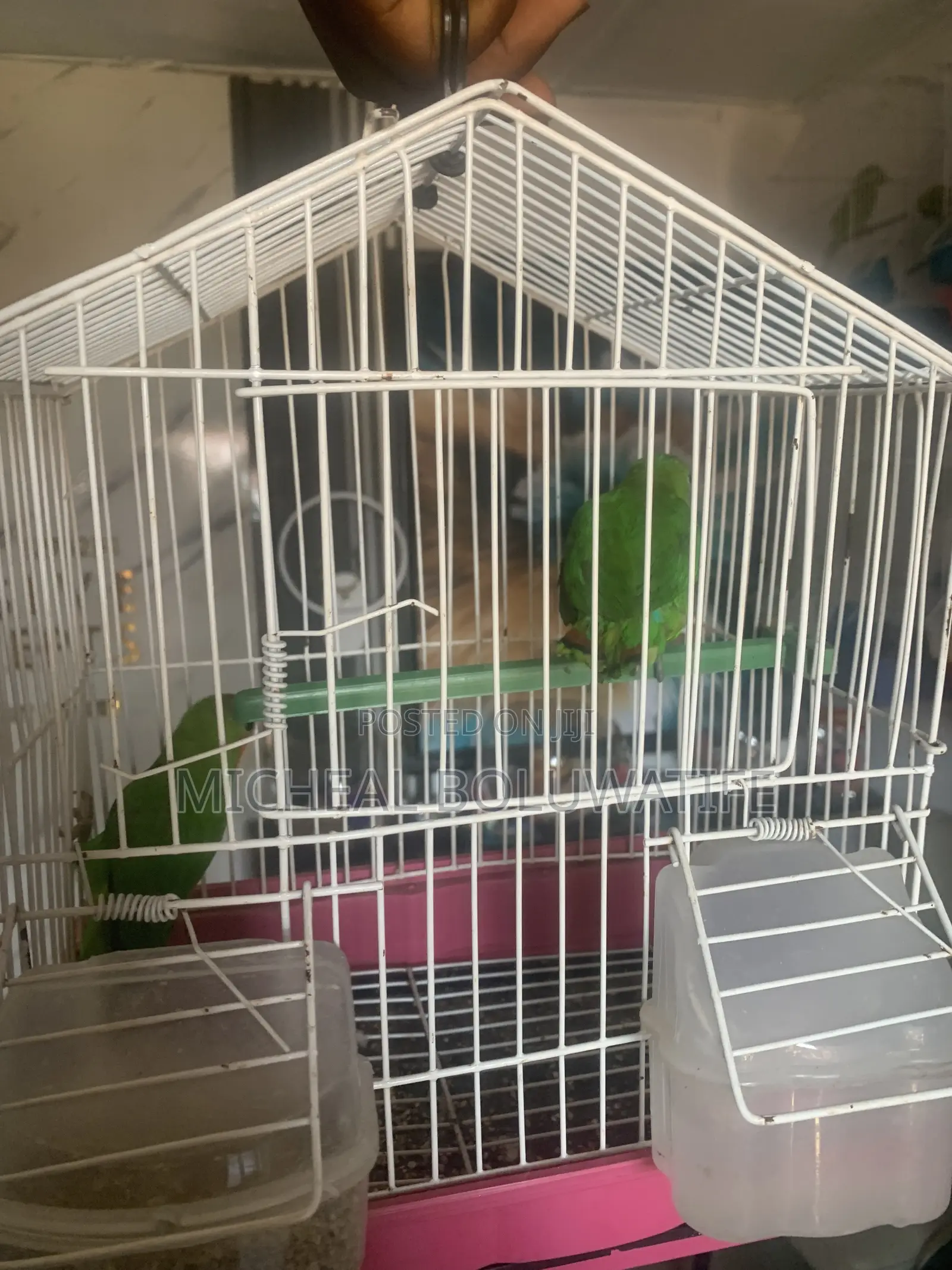 Lovebirdparrot
