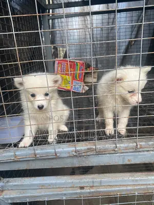 1-3 months Female Purebred American Eskimo