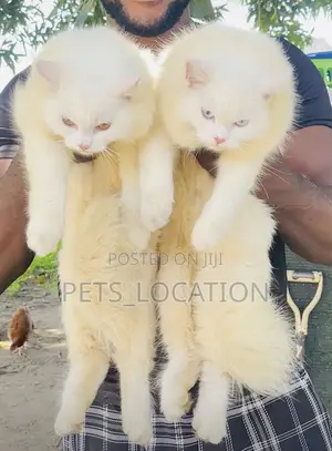6-12 months Male Purebred Persian