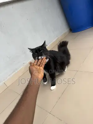 3-6 months Male Purebred Turkish Angora