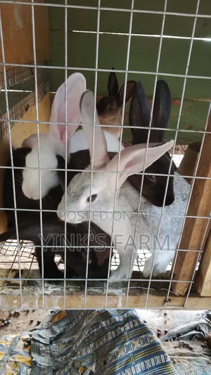 Grower Rabbit