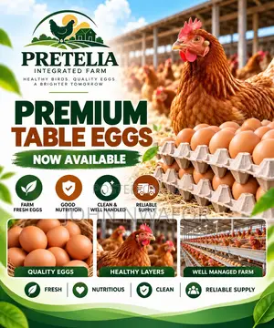 Fresh Eggs