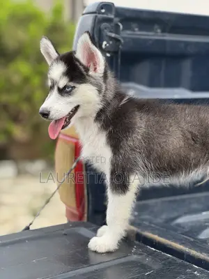1-3 months Male Purebred Siberian Husky