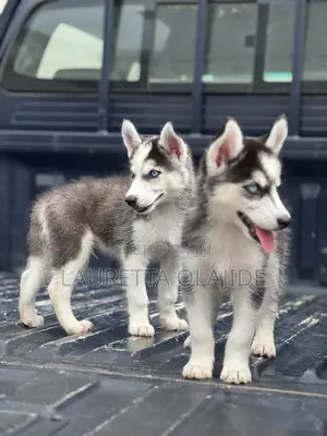 1-3 months Male Purebred Siberian Husky