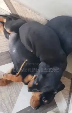 1-3 months Male Purebred Rottweiler