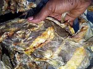 Stock Fish
