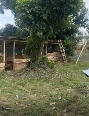Lot of Woods