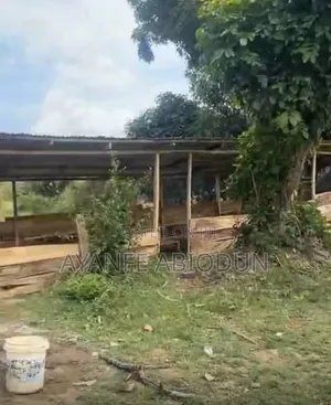 Lot of Woods