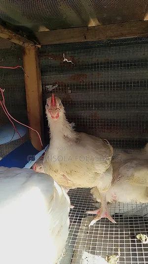 Folavia Farms — Raising Quality, Delivering Freshness