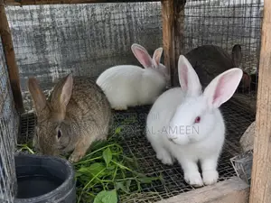 Rabbit for Sale