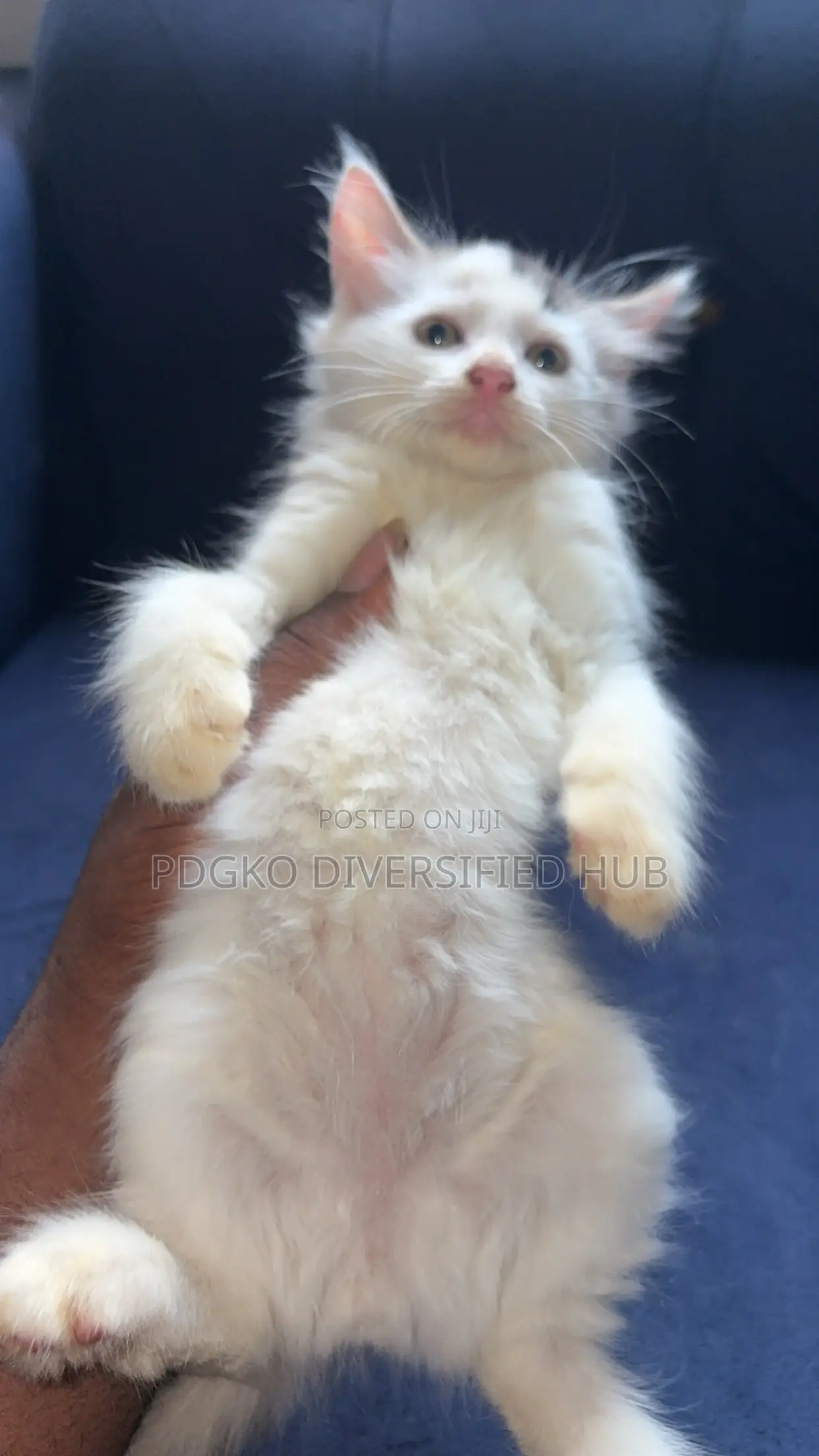 1-3 months Male Purebred Turkish Angora