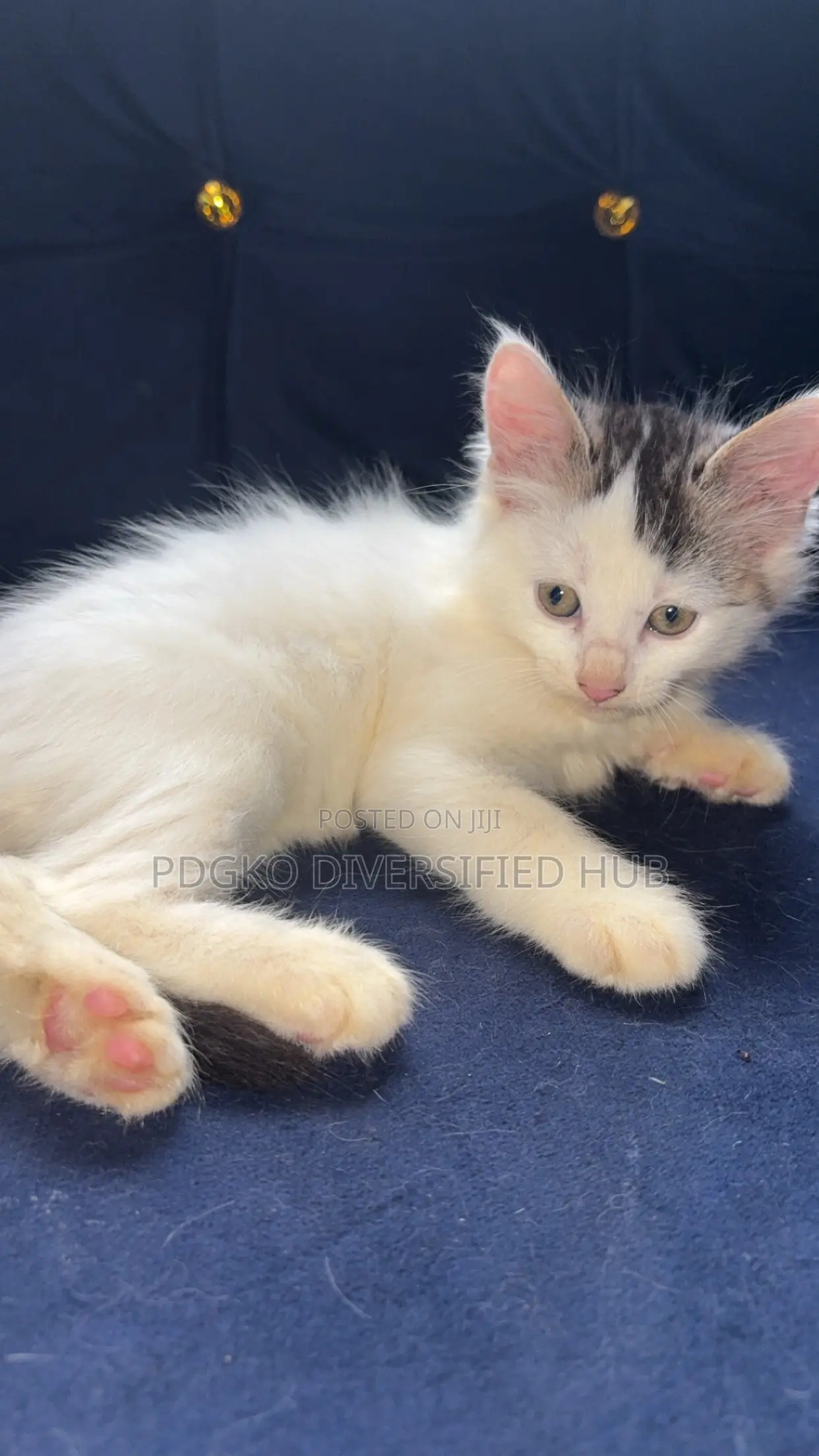 1-3 months Male Purebred Turkish Angora