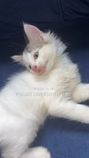 1-3 months Male Purebred Turkish Angora